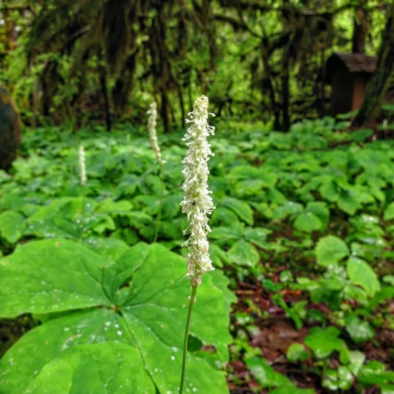 Vanilla Leaf - Pacific Northwest's Hidden Gem