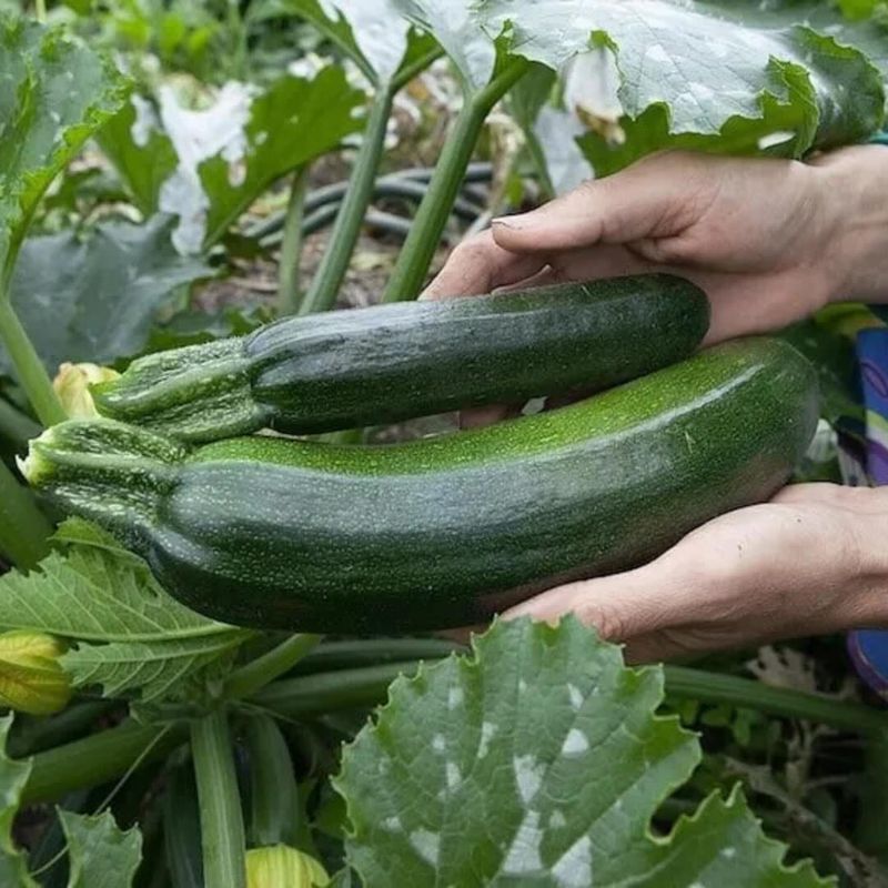 Zesty Zucchini