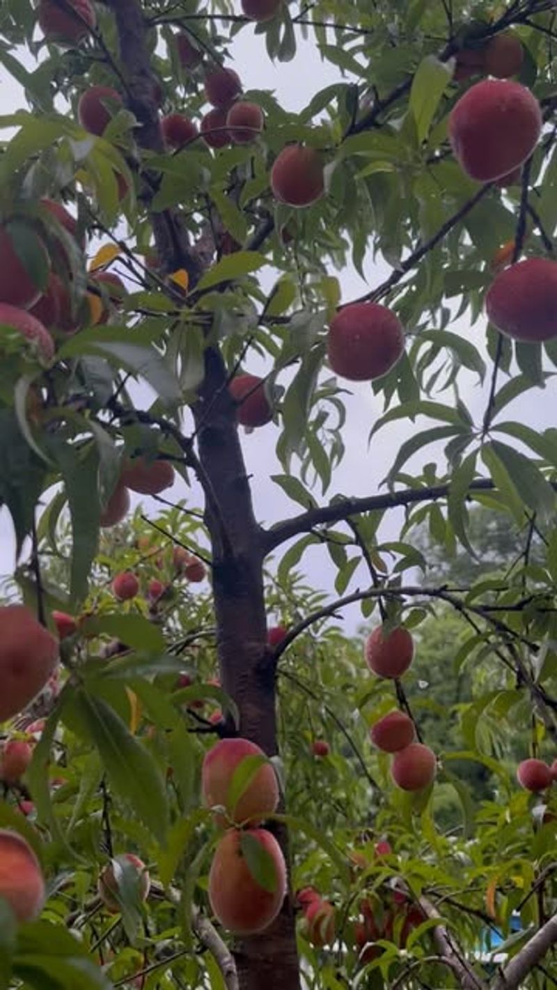 Peach Trees (Most Varieties)