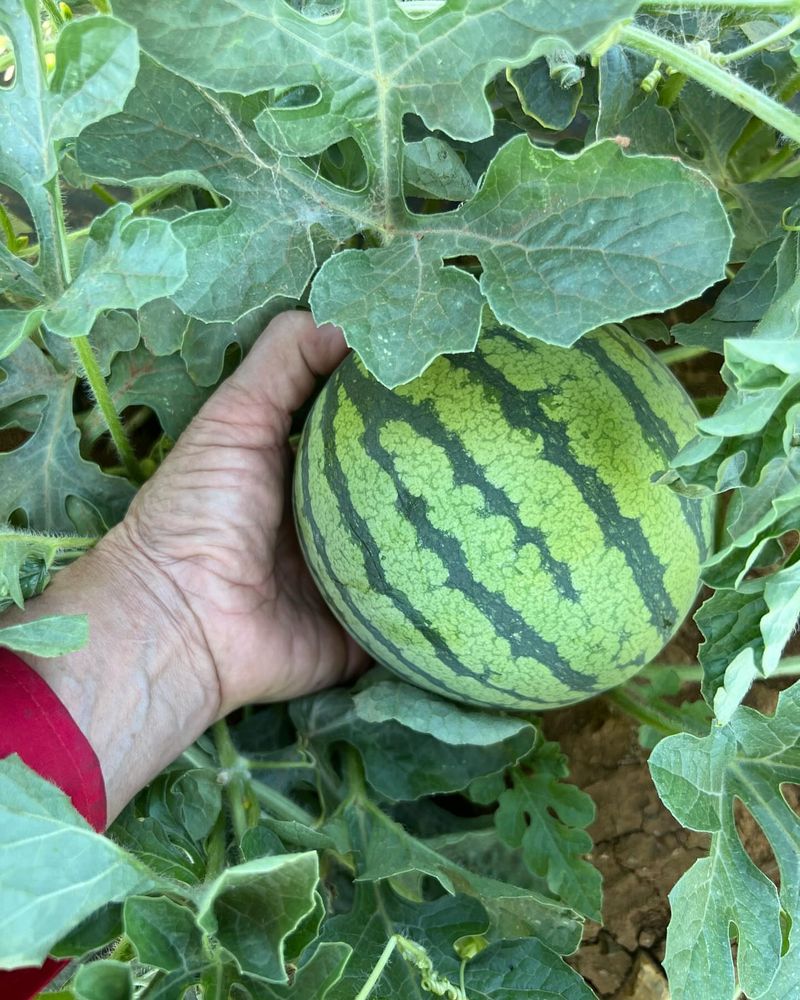 Watermelons Require Patience