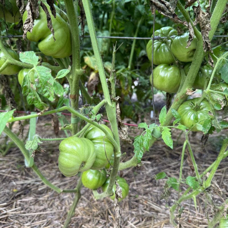 Long-Season Tomatoes