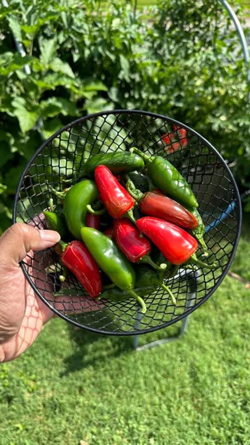 Spicy Jalapeños