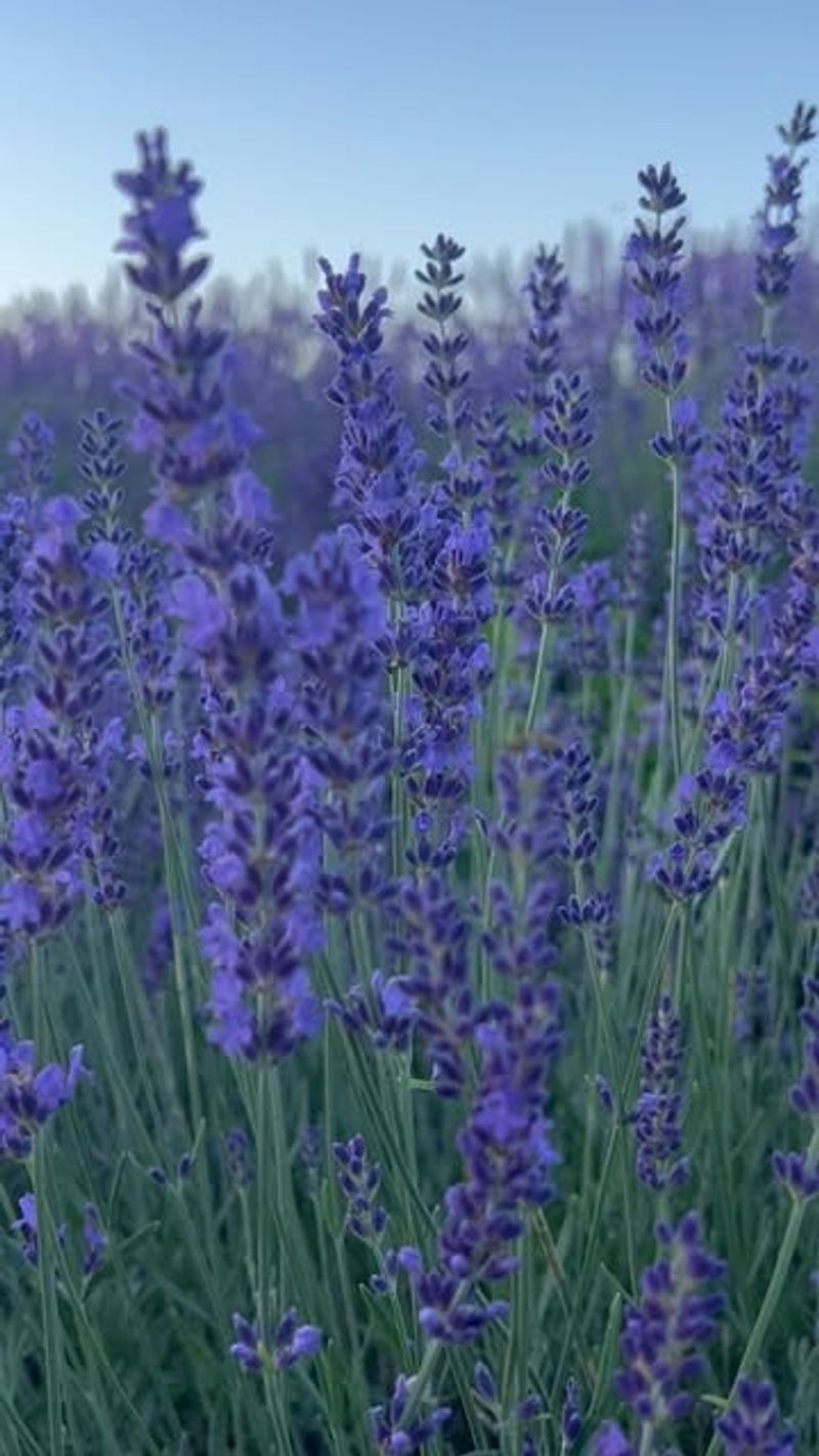 Woolly Lavender (Lavandula lanata)