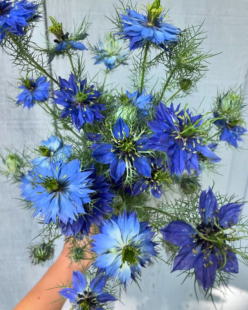Nigella (Love-in-a-Mist)