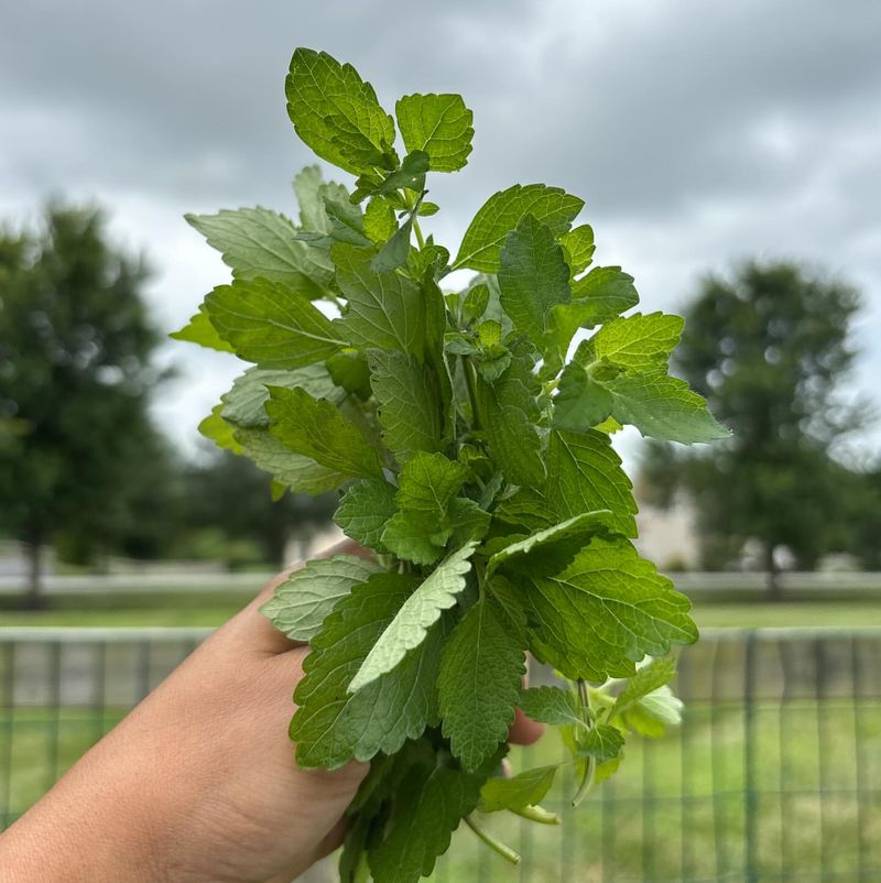 Lemon Balm
