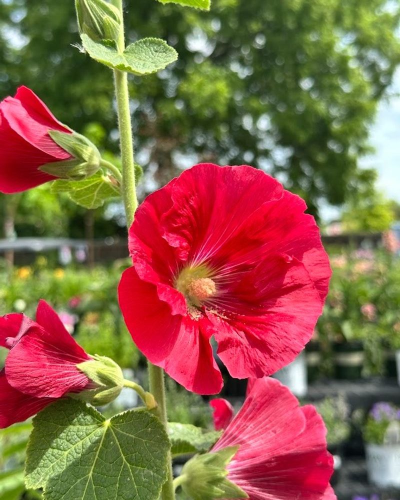 Hollyhocks: Towering Treasures
