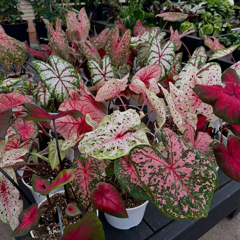 Caladium