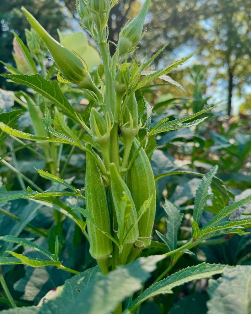 Okra