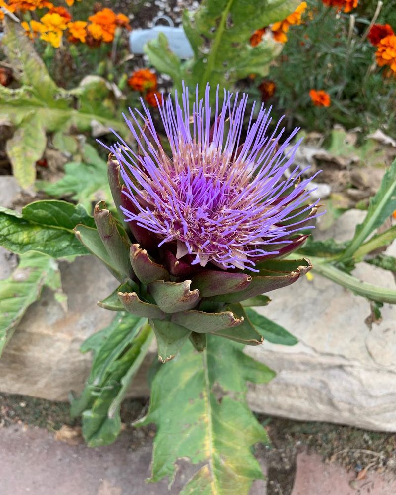Artichokes