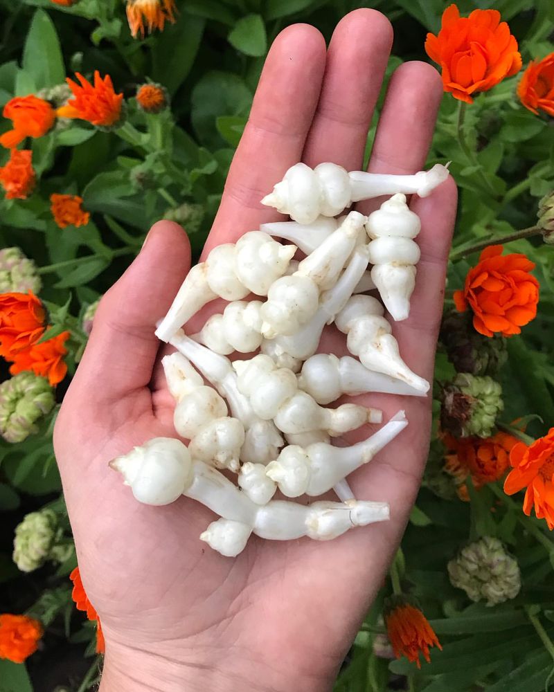 Crosnes