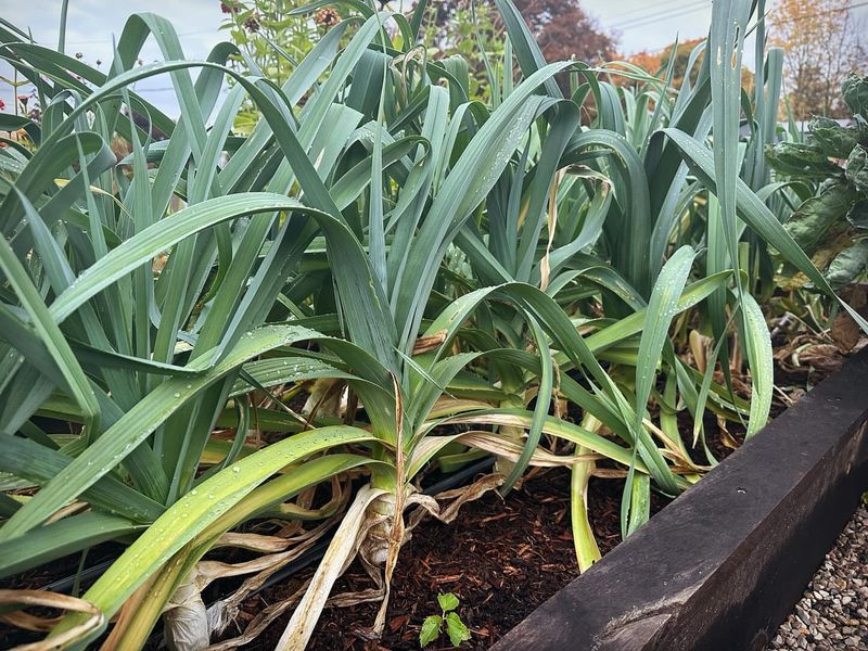 Leeks Withstand Cold For Extra Flavor