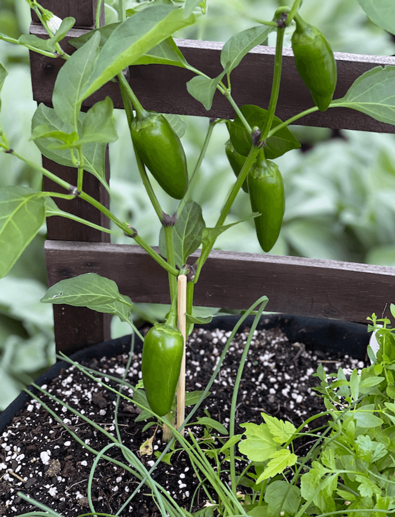 Peppers Produce All Summer Long