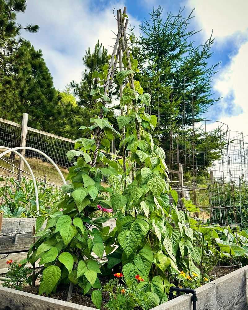 Pole Beans: The Vertical Volunteer