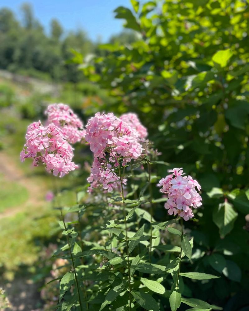 Faithful Garden Phlox