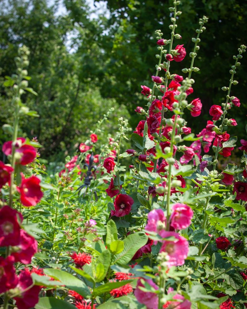 Towering Hollyhocks