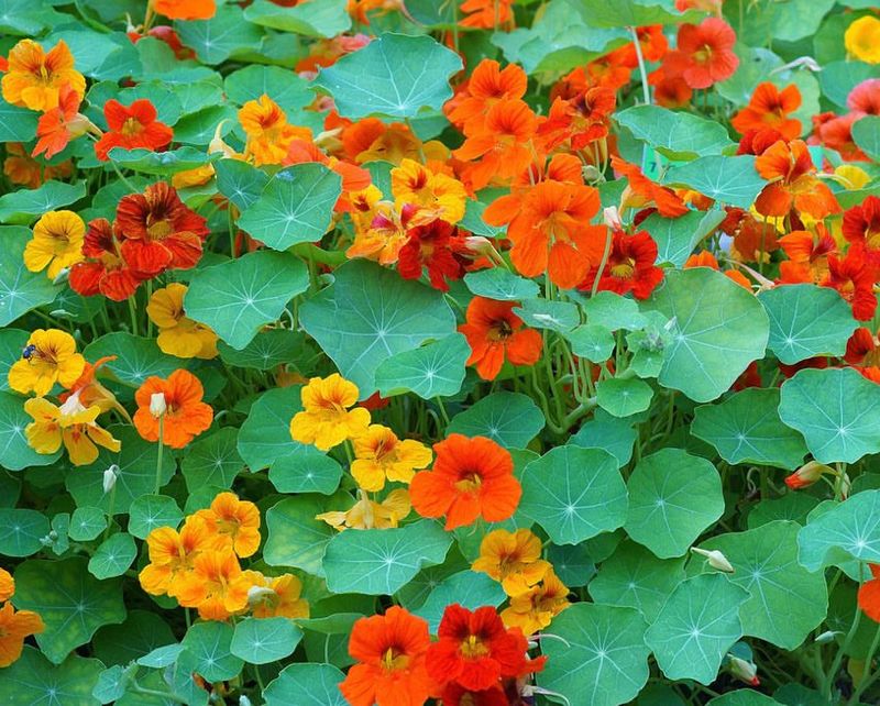 Nasturtiums