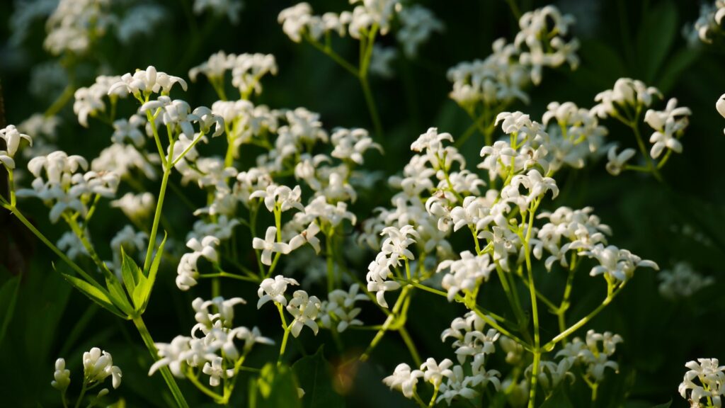 Sweet Woodruff