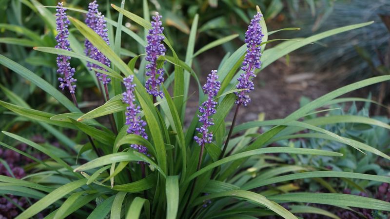 Liriope (Monkey Grass)
