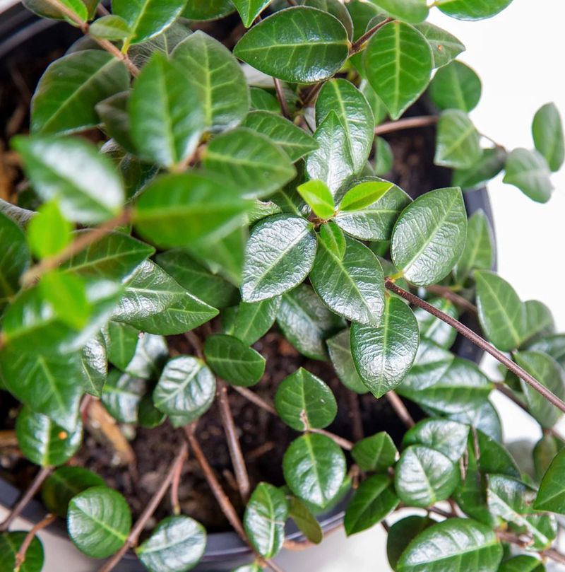 Asiatic Jasmine