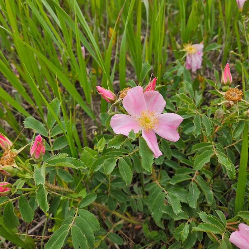 Prairie Wild Rose (Rosa arkansana)