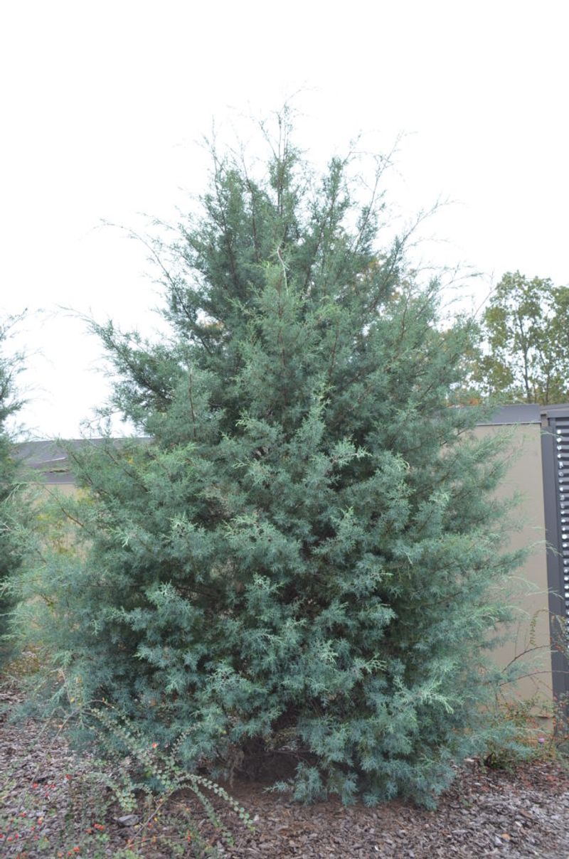 Arizona Cypress