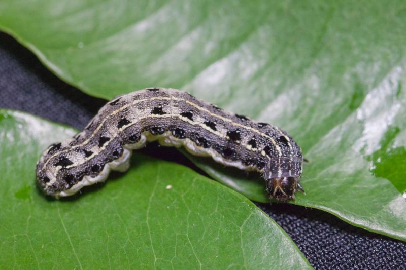 Cutworms: The Stem Slicers