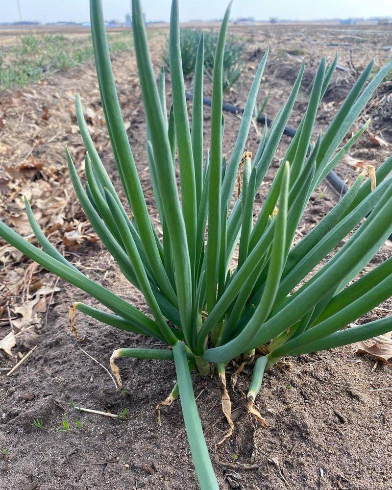 Green Onions