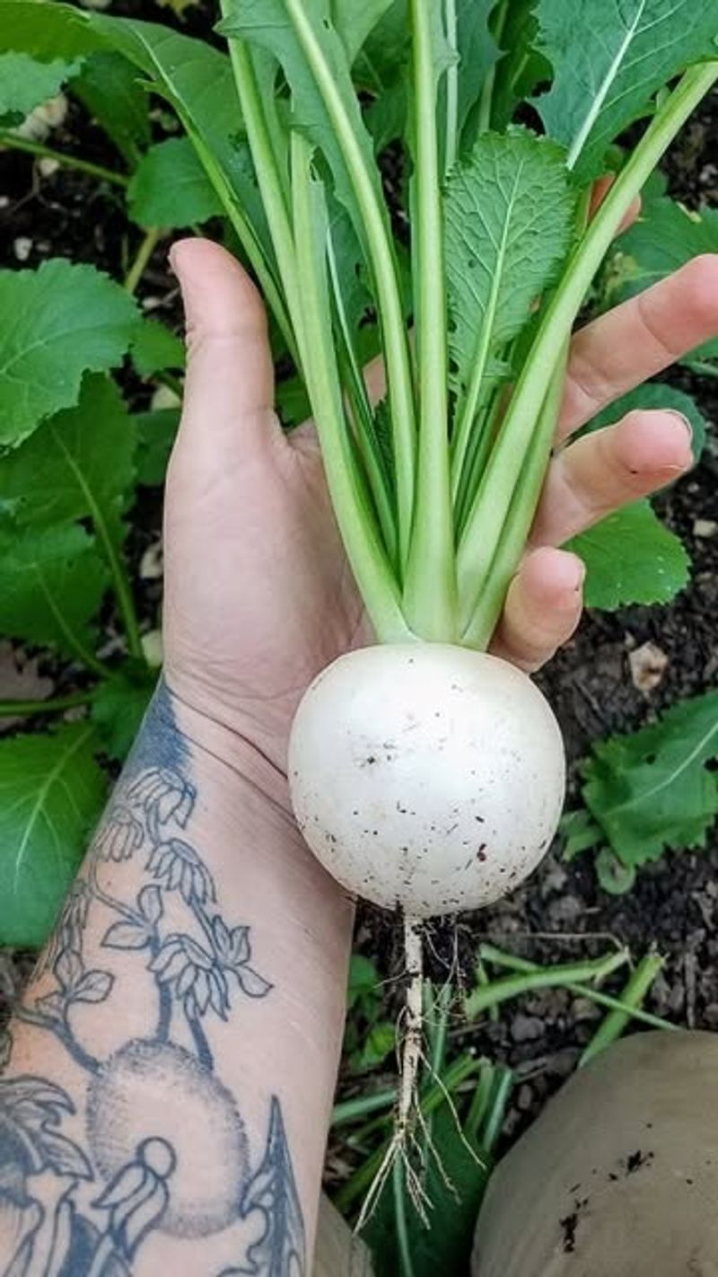 Turnips