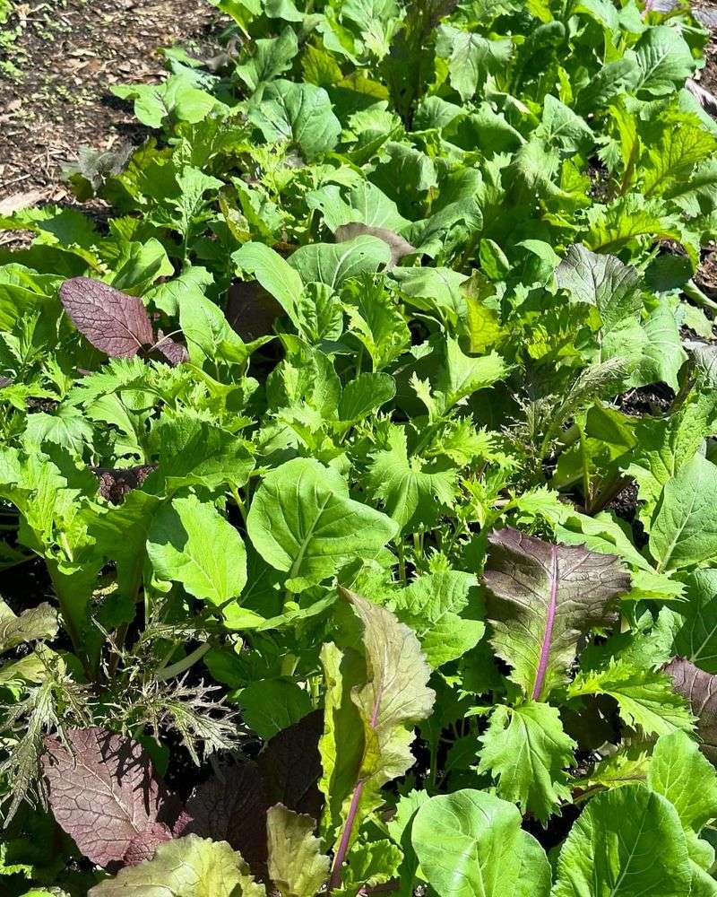 Asian Greens