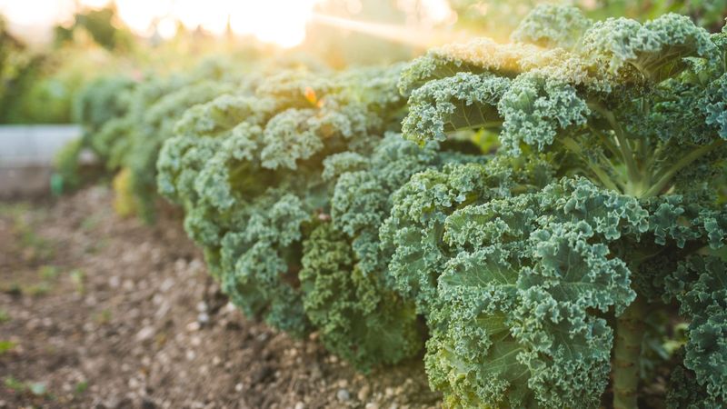Kale