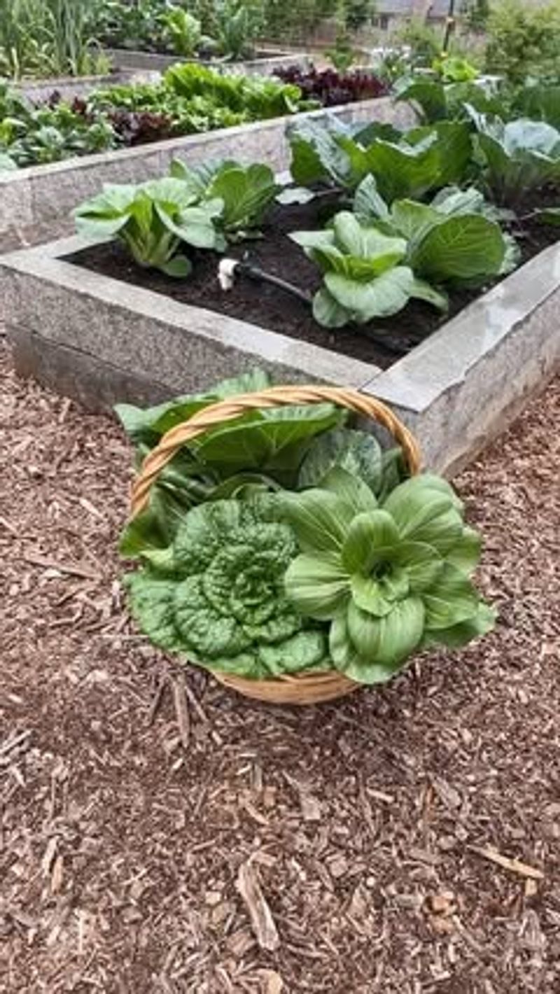 Bok Choy