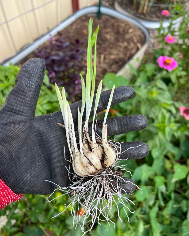 Garlic: Plant in Fall, Forget Until Summer