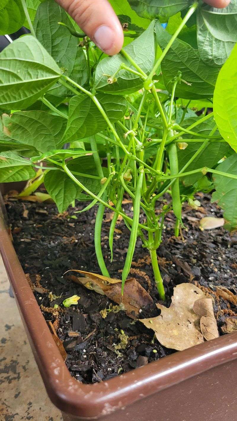 Bush Beans