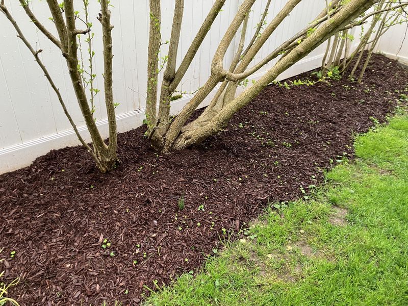 Pull Mulch Away From Stems
