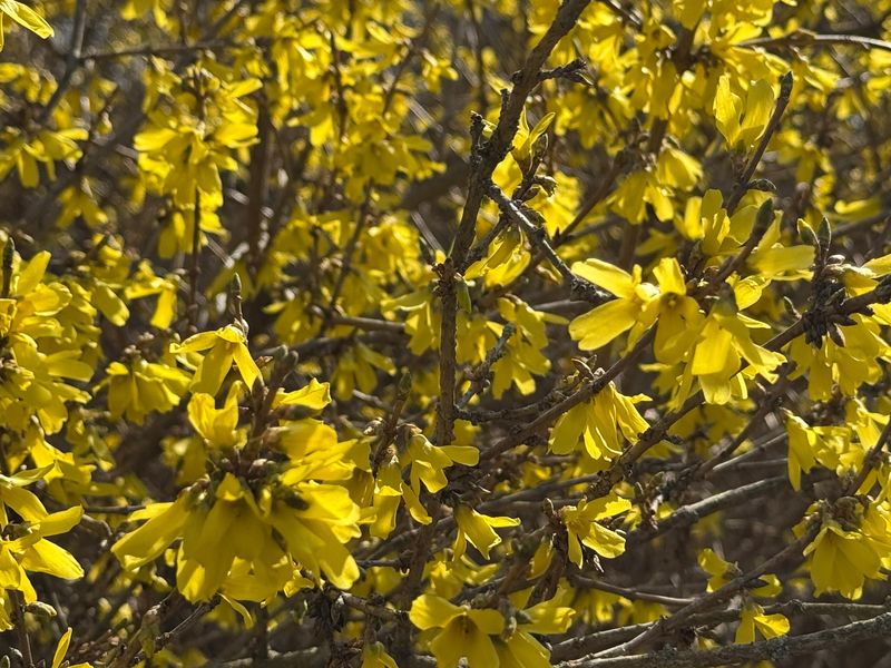 Forsythia