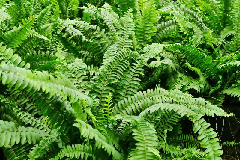 Christmas Fern