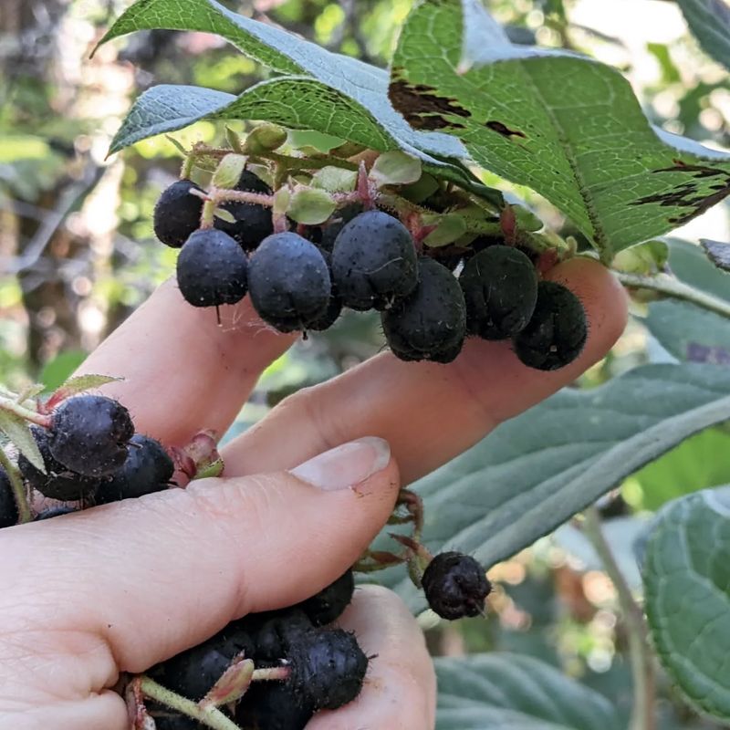 Salal (Gaultheria shallon)