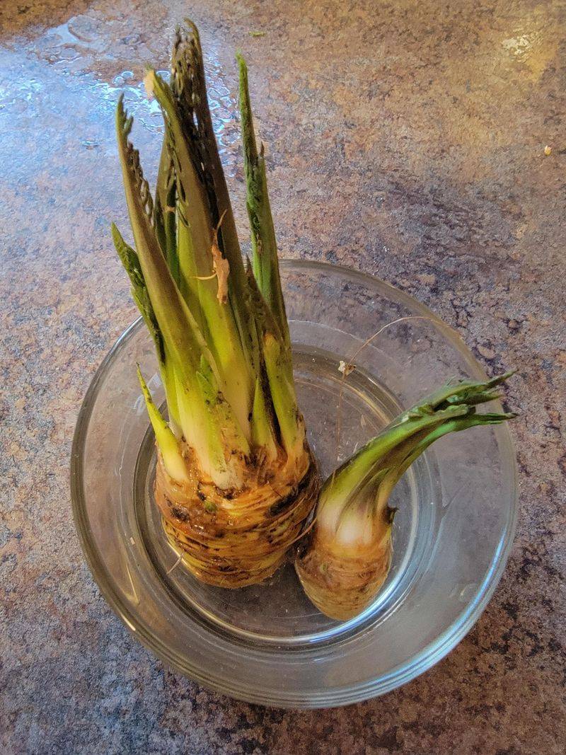 Horseradish