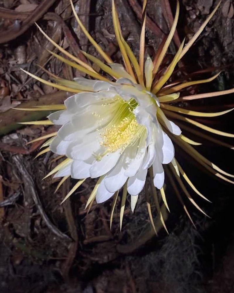 Night-Blooming Cereus (Selenicereus grandiflorus)
