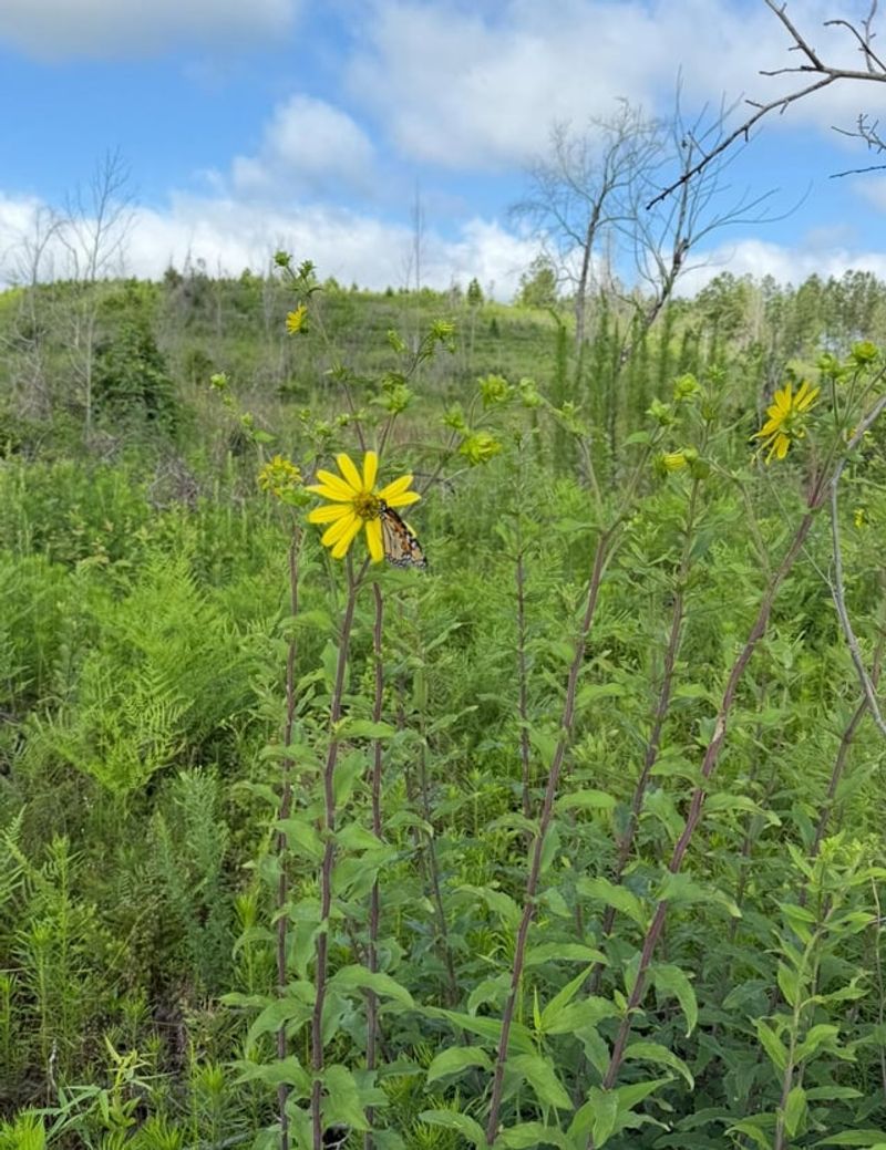 Compass Plant