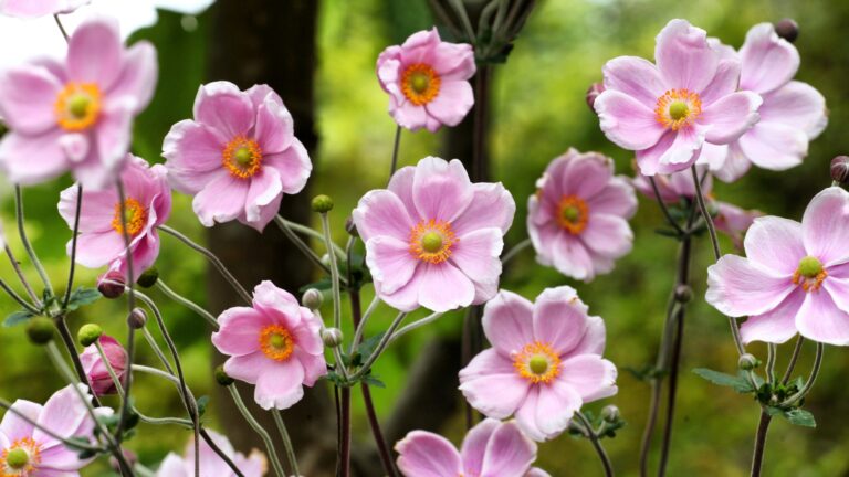 Japanese Anemone