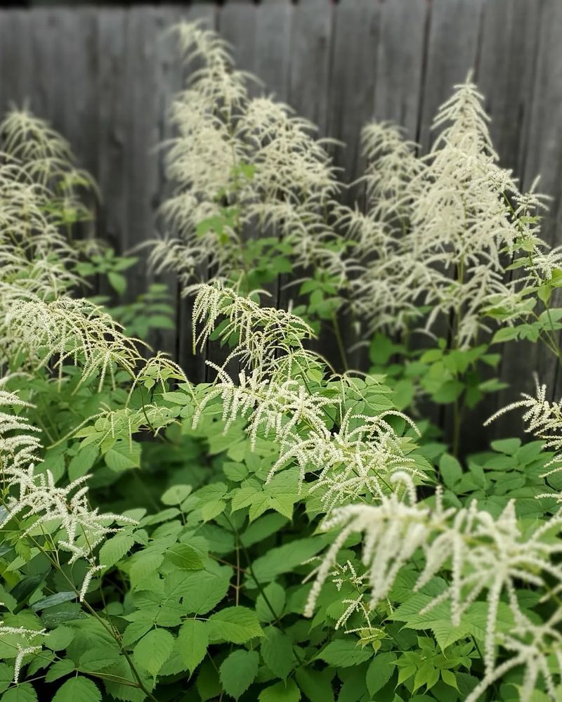 Goatsbeard