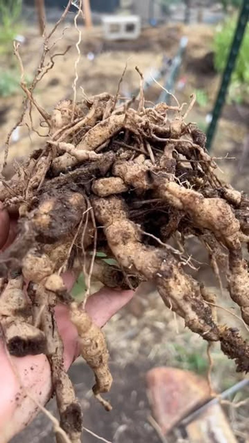 Root-knot Nematodes