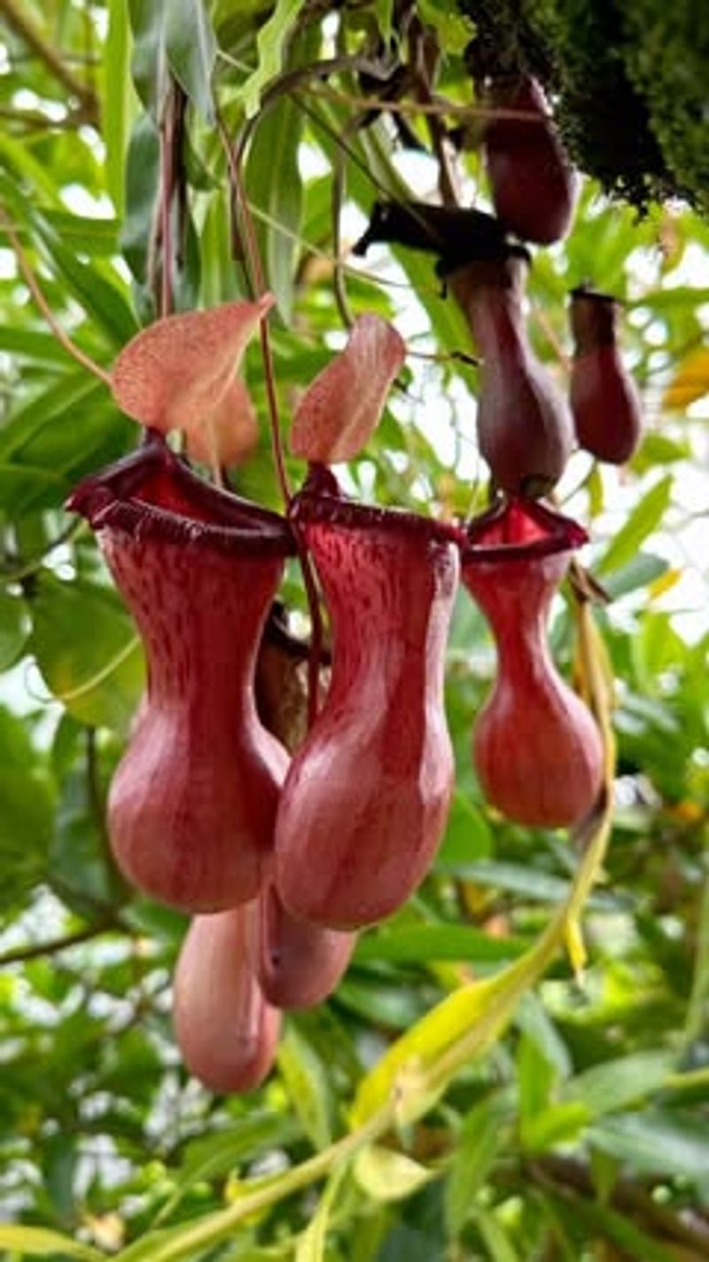Pitcher Plants