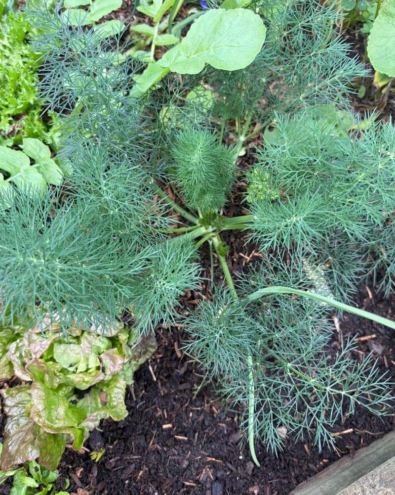 Dill's Dusk Hydration