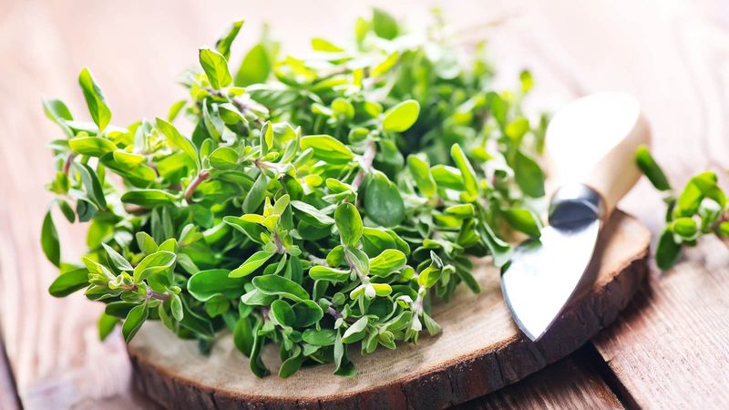 Marjoram: The Gentle Oregano Cousin