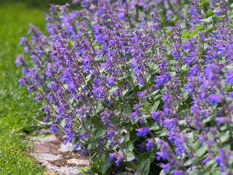 Catnip Proves More Effective Than DEET