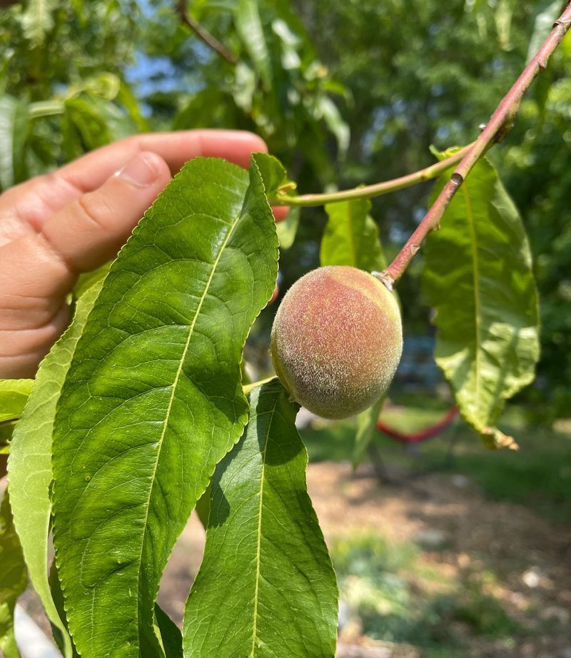 Demanding Apricots