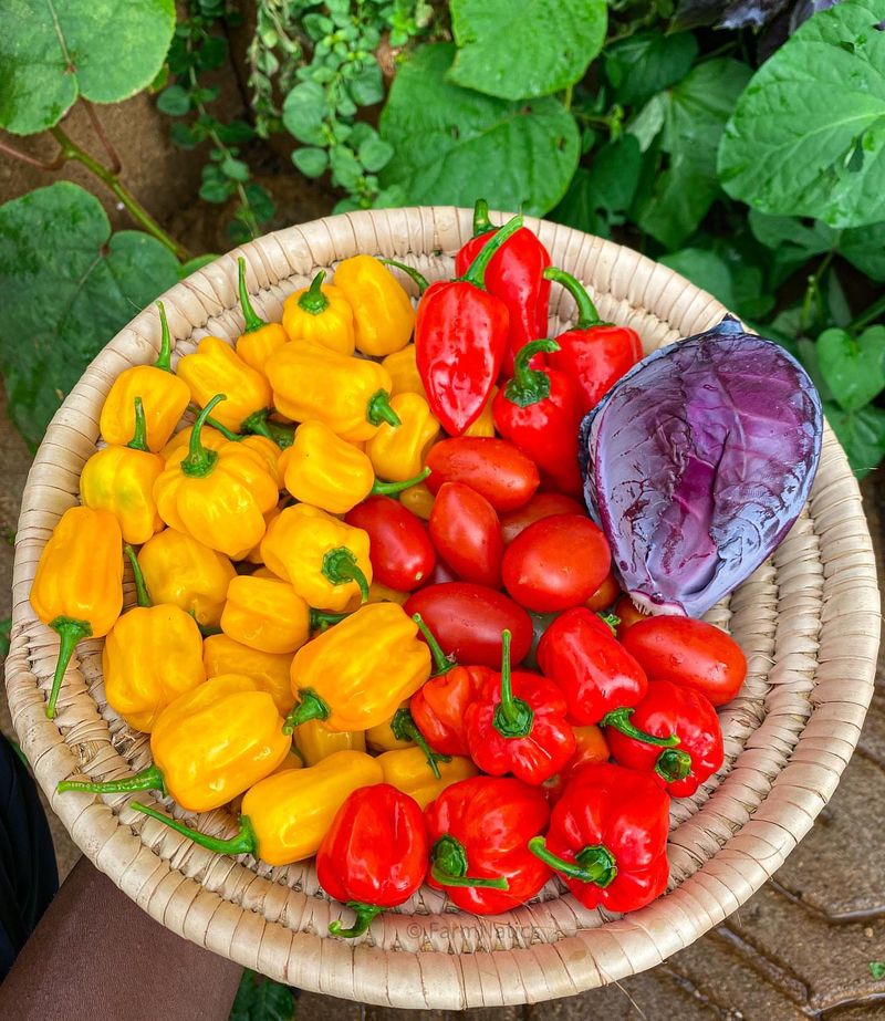 Problematic Peppers