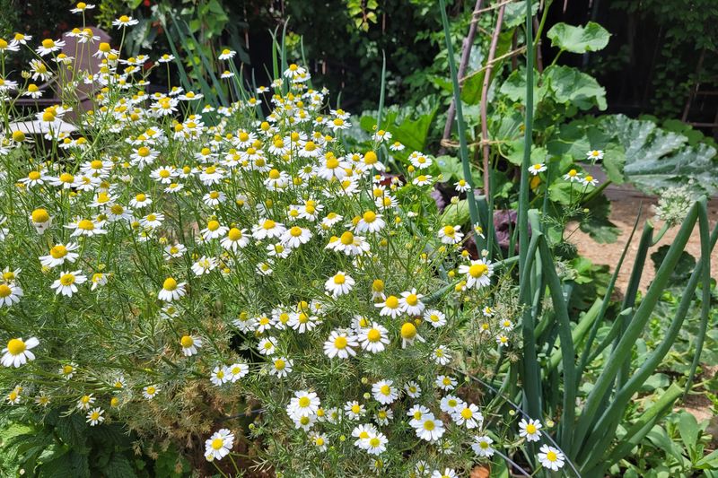 Companion Planting Benefits